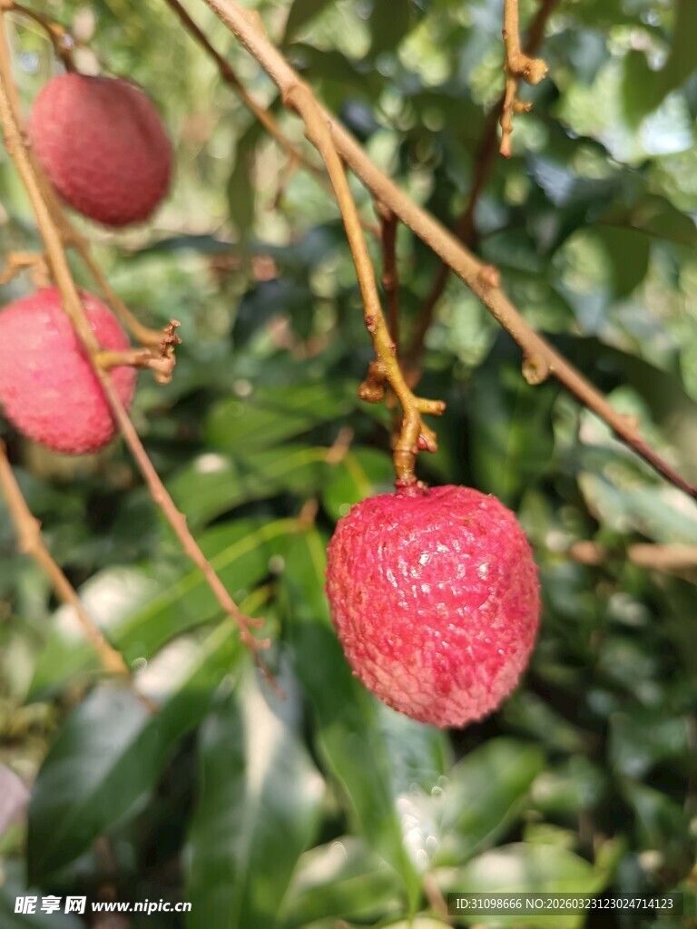 枝头饱满的新鲜红荔枝