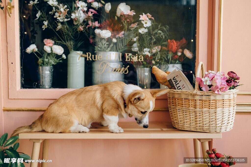 窗边小憩的可爱柯基犬