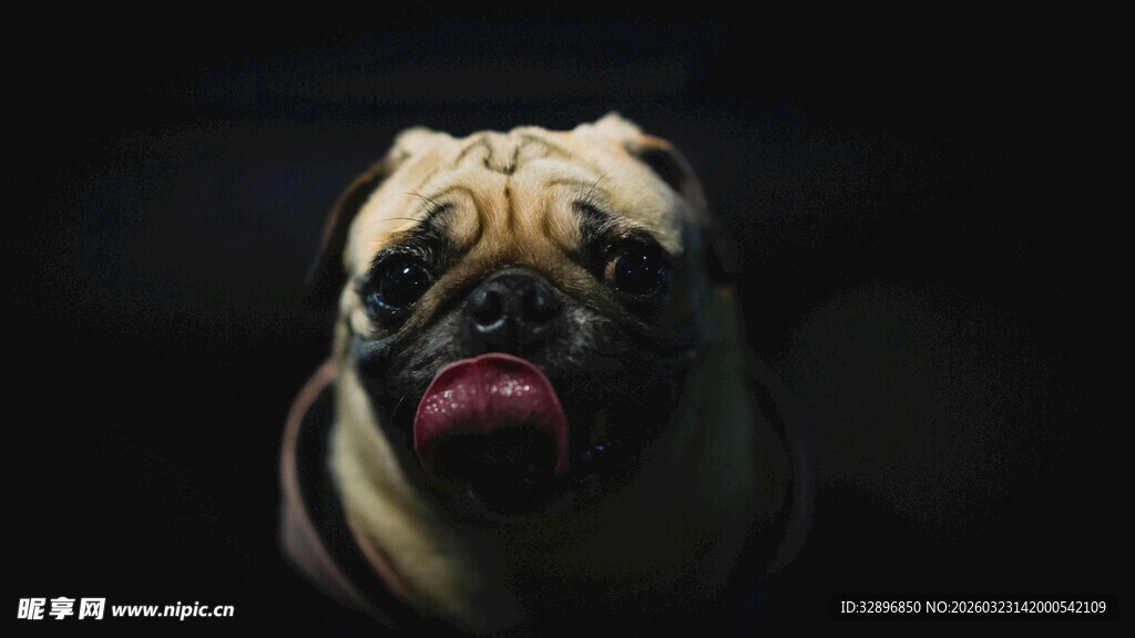 可爱巴哥犬特写