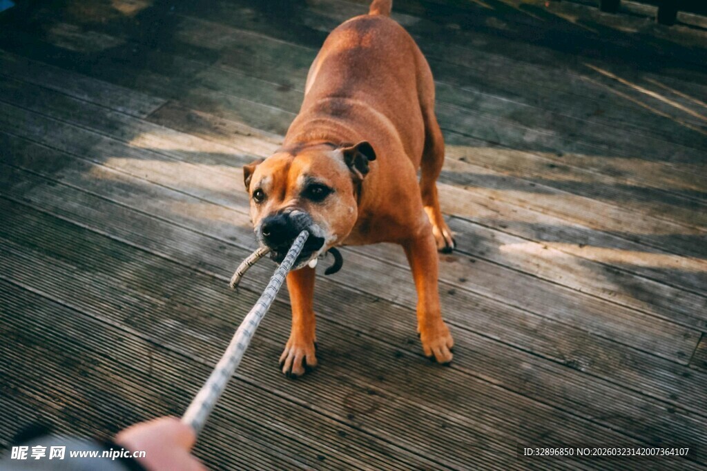 狗狗咬绳玩耍瞬间