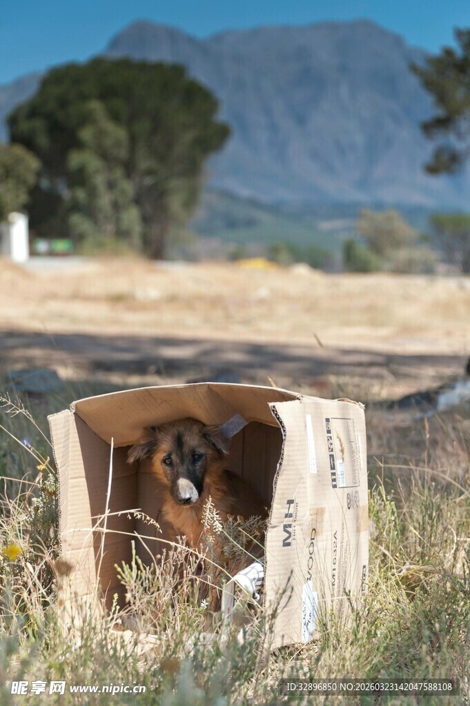 木箱中探头的可爱狗狗