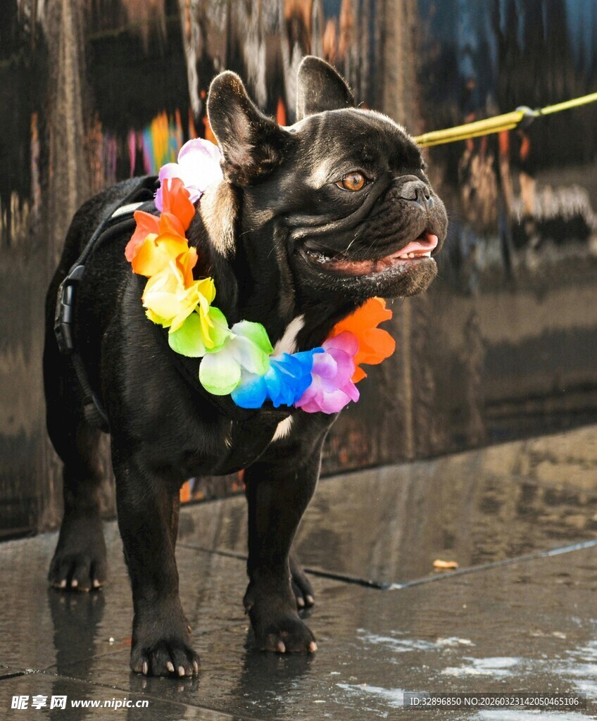 戴花环的可爱黑色小狗