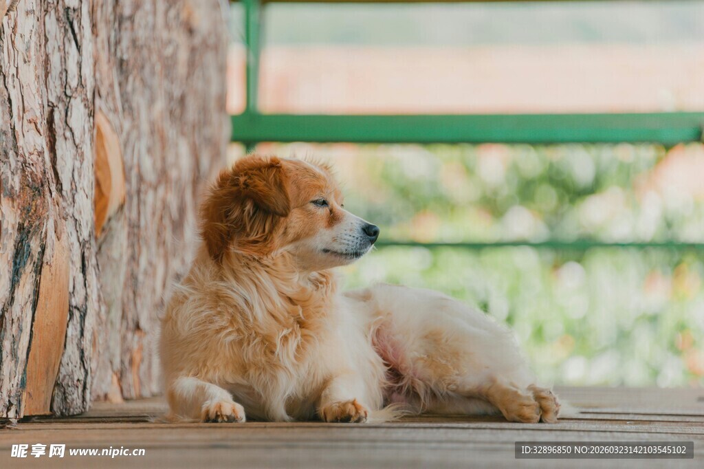 窗边趴卧的可爱小狗