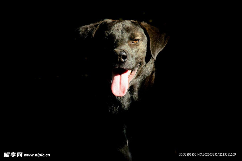 黑暗中吐舌的帅气猎犬