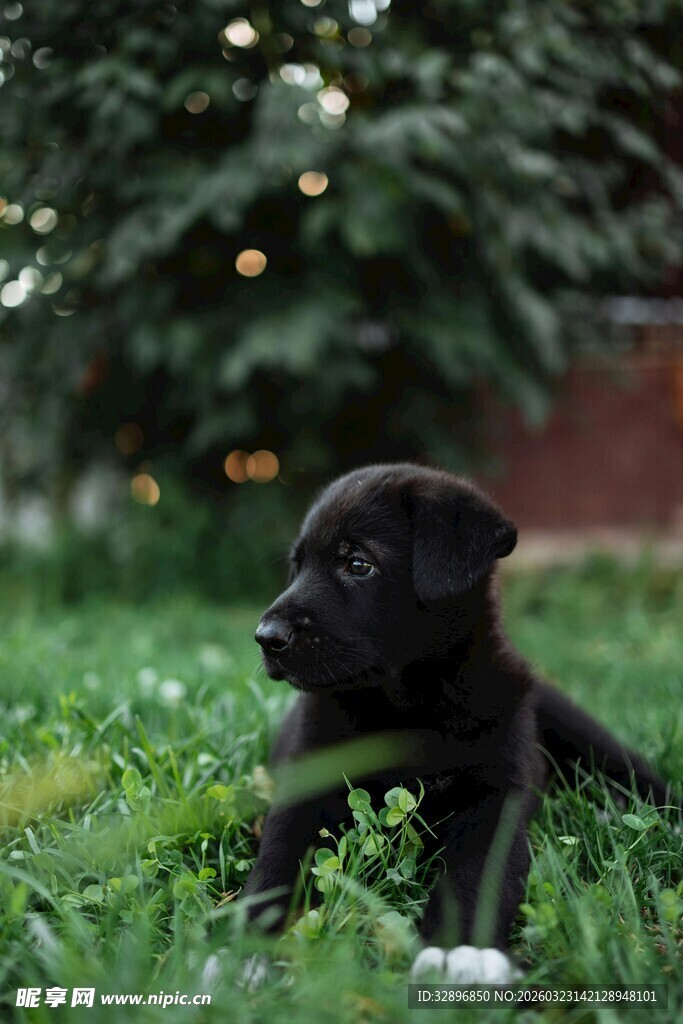 草地上的黑色小狗