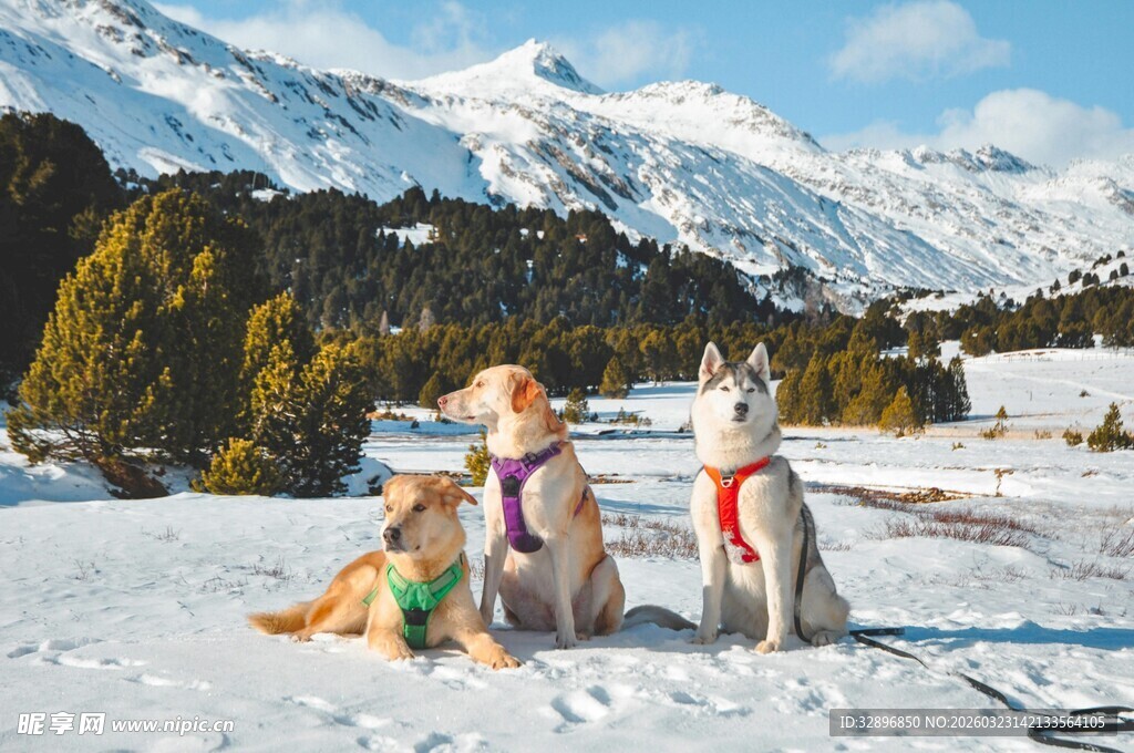 雪地中的幸福汪星人