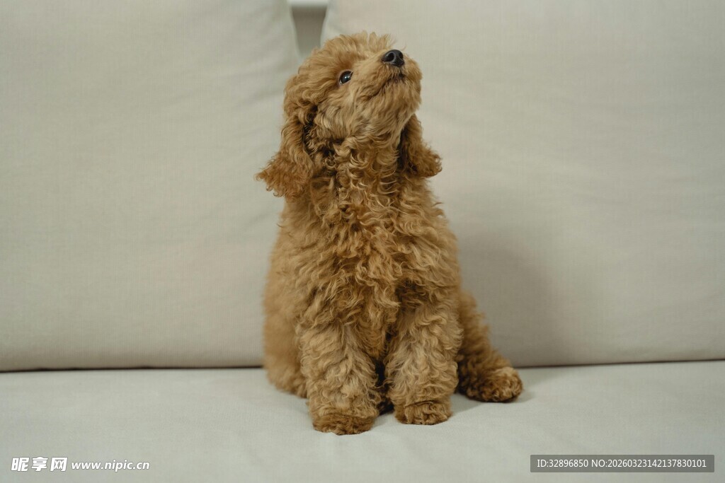 可爱卷毛小狗仰头望