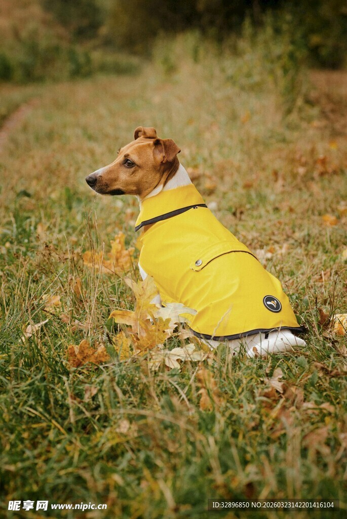 穿黄衣的小狗在草地上