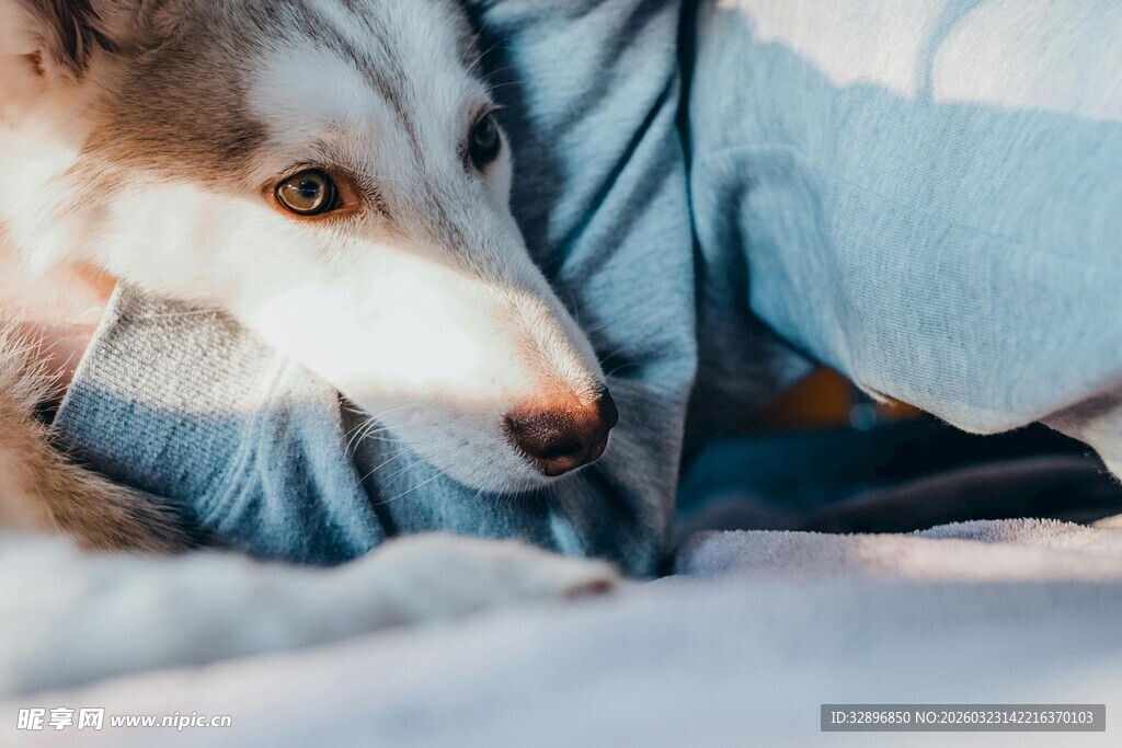 依偎在身边的可爱狗狗