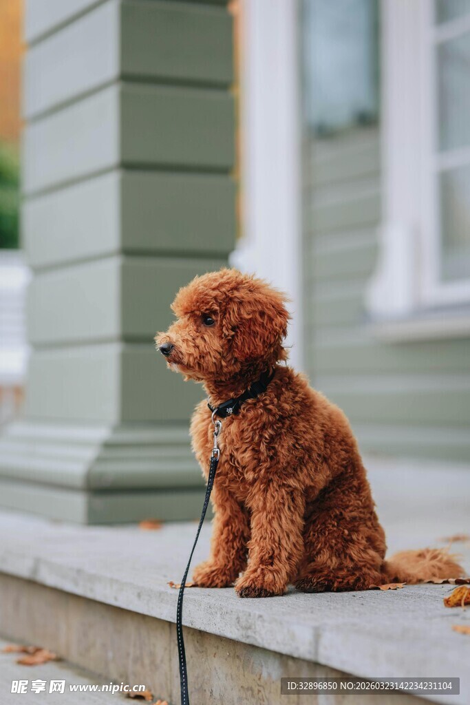 棕色小狗坐台阶望向远方