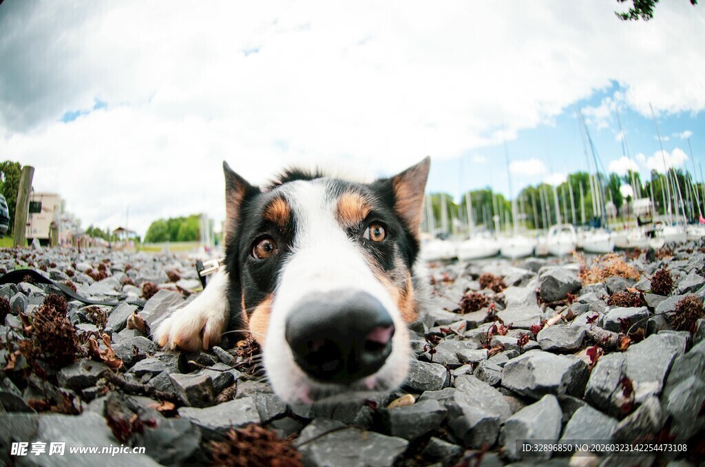 趴在碎石上的可爱狗狗