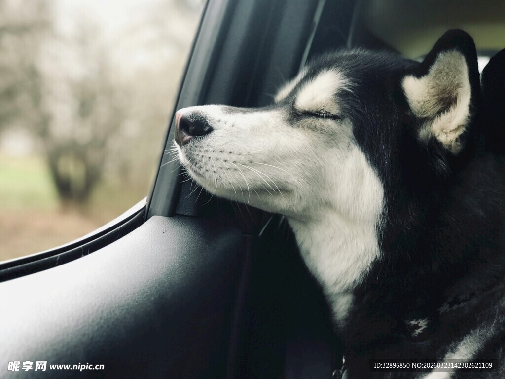 窗边惬意的哈士奇