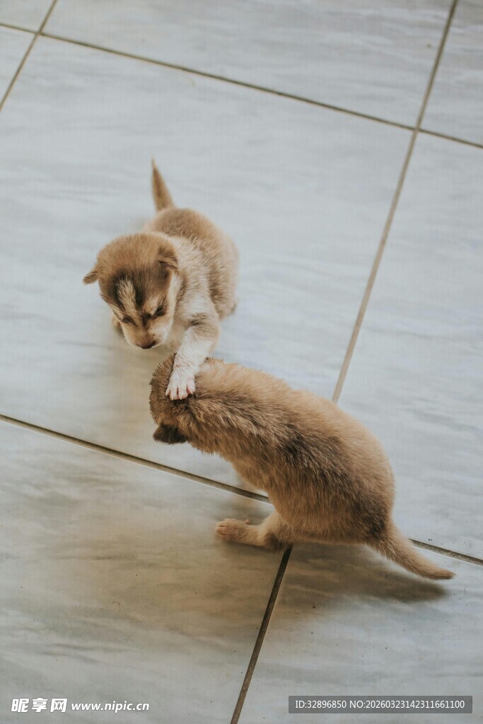 两只萌宠小狗互动玩耍