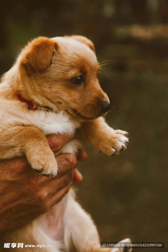 可爱小狗被温柔捧起