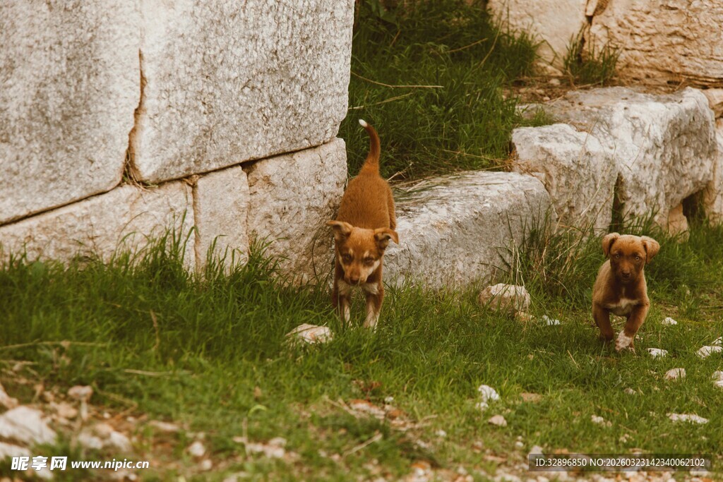 草地上奔跑的两只小狗