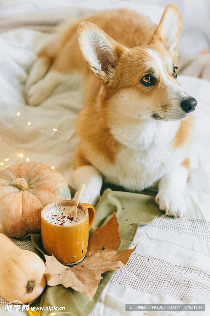 柯基犬与秋日元素温馨画面