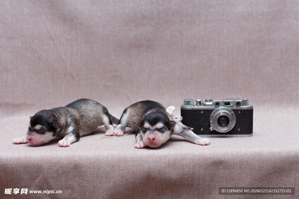 萌宠与相机的温馨小场景