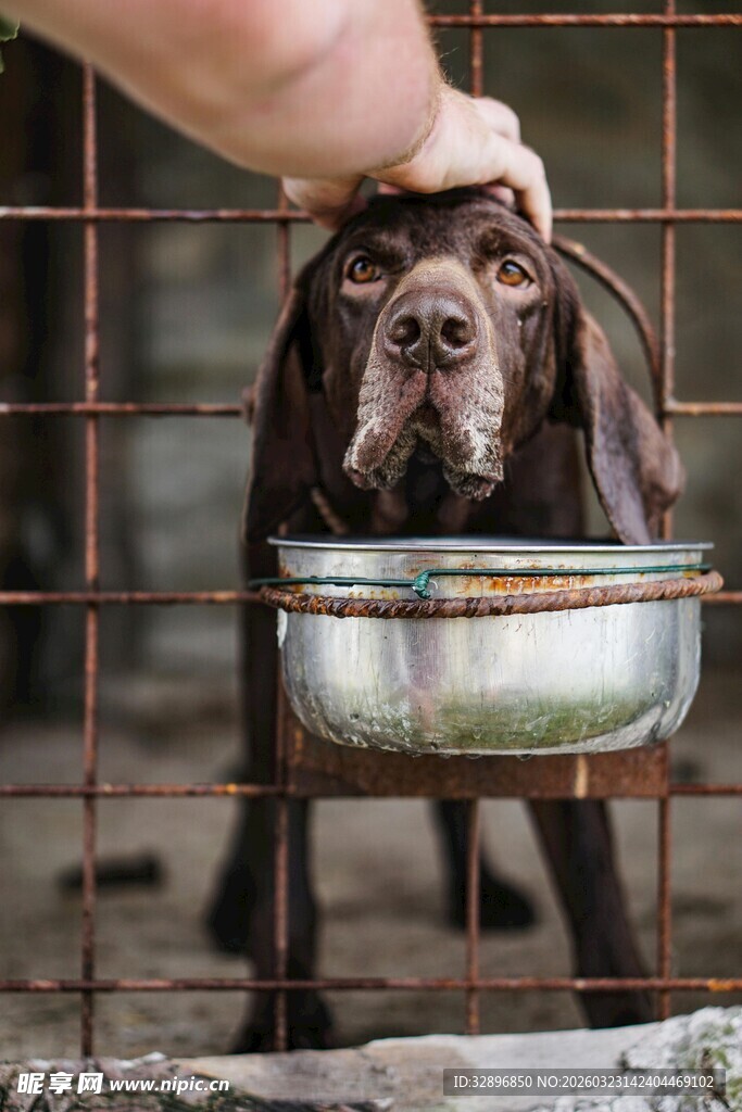 抚摸笼中犬的温馨瞬间