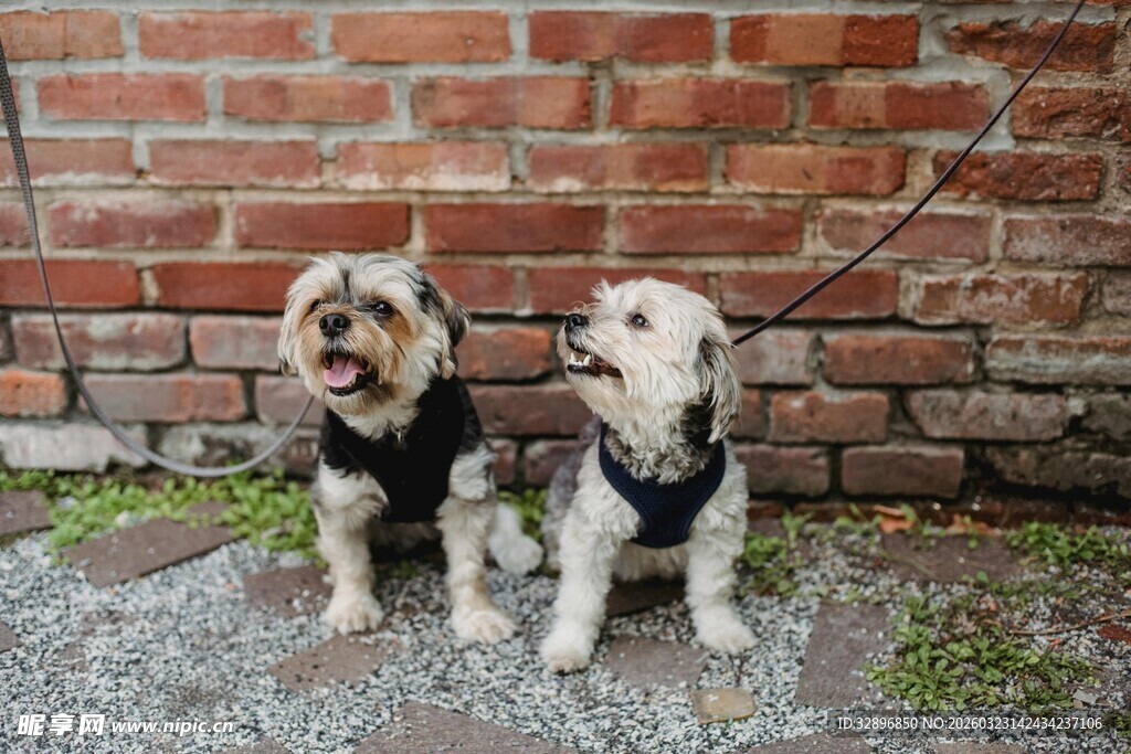 两只可爱小狗靠墙而立