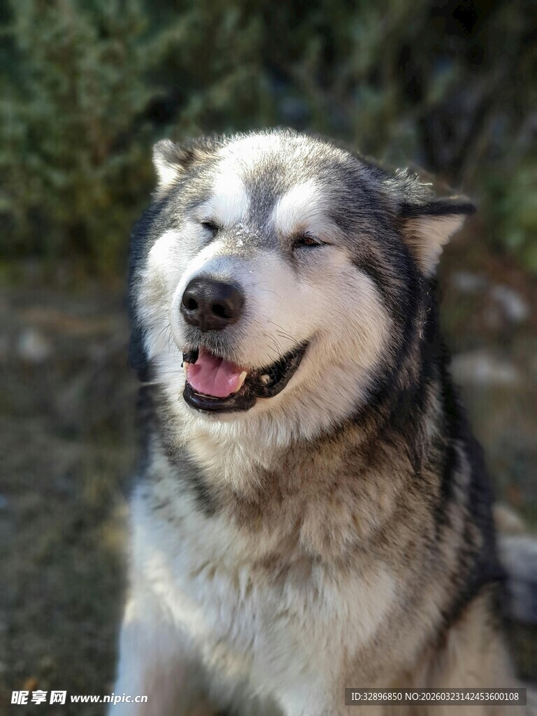微笑的阿拉斯加犬