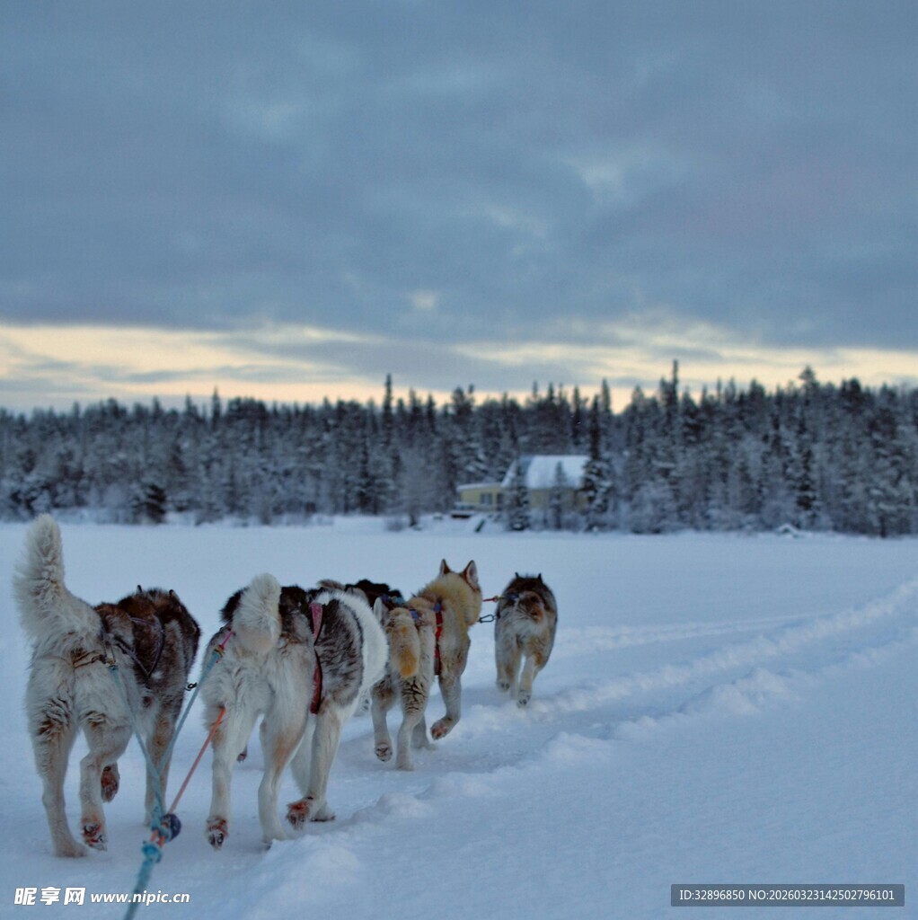 雪地中行进的一队雪橇犬