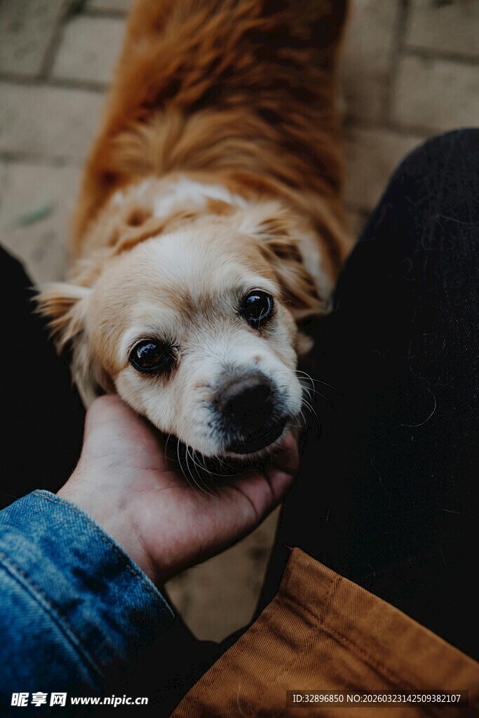 手抚可爱金毛犬