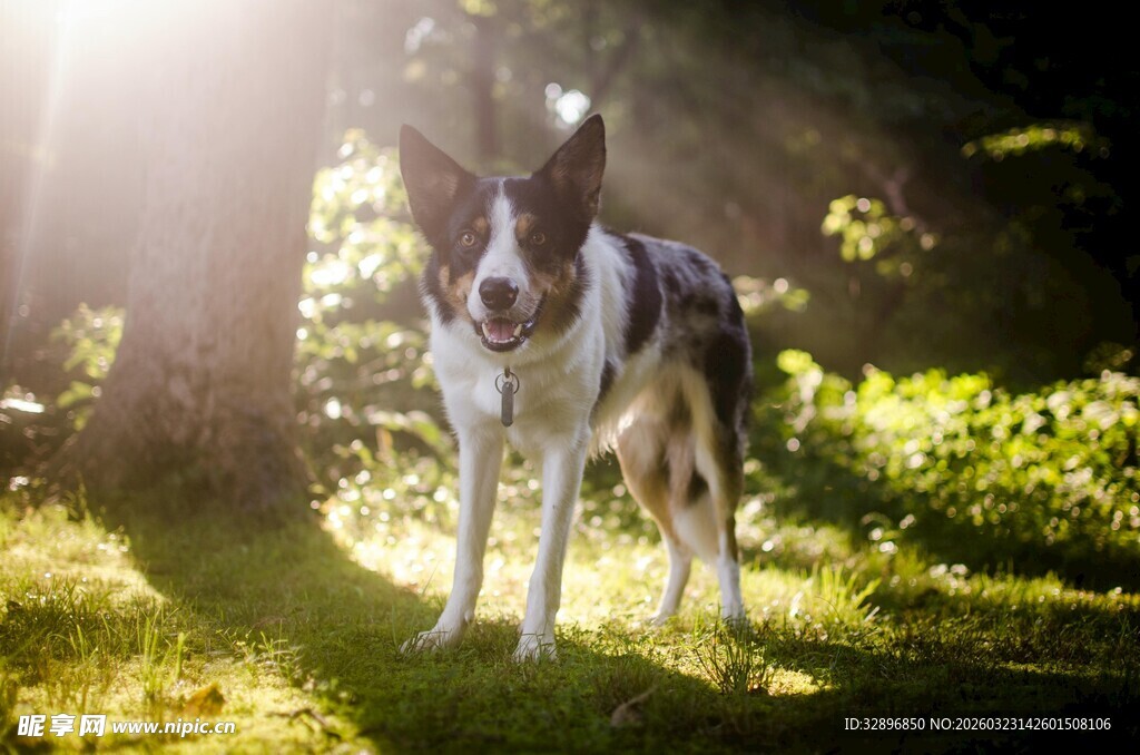 阳光下的可爱斑点狗