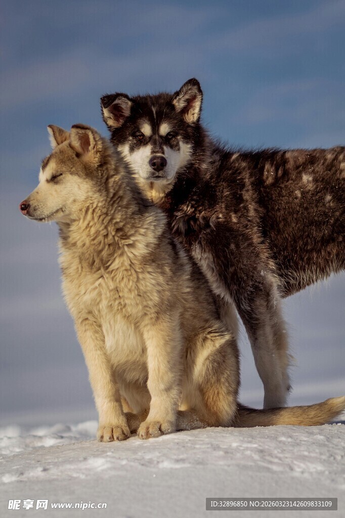雪地中的两只哈士奇