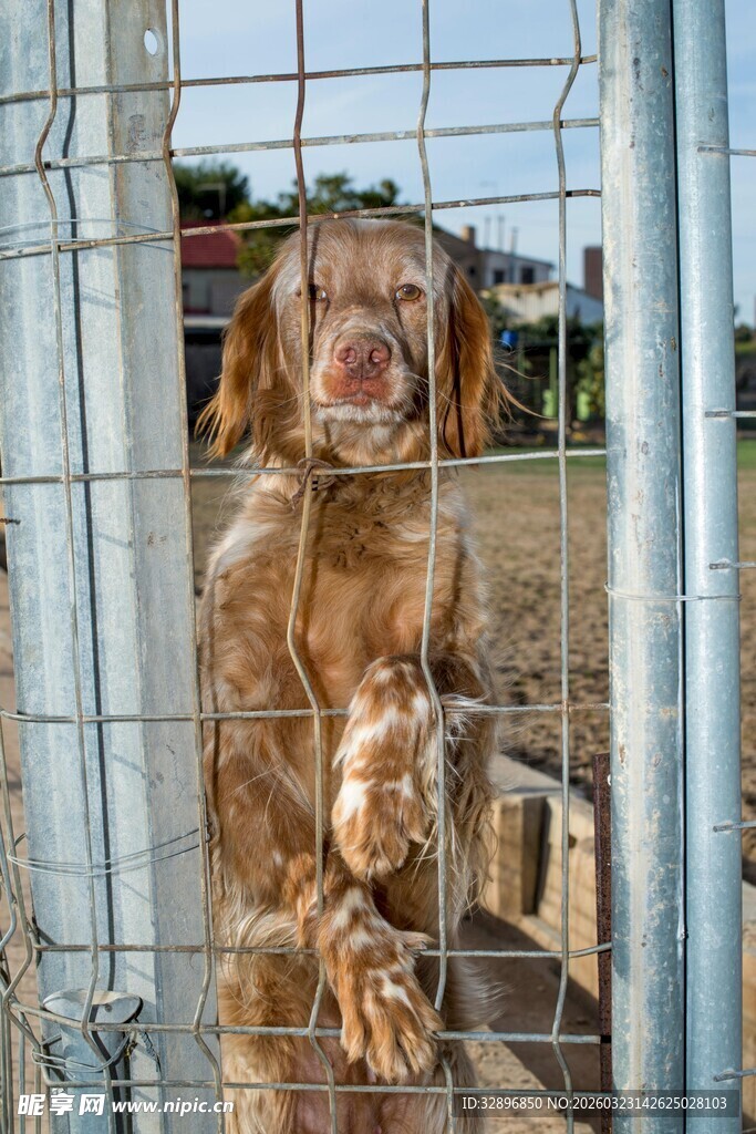 笼中湿漉漉的可爱狗狗