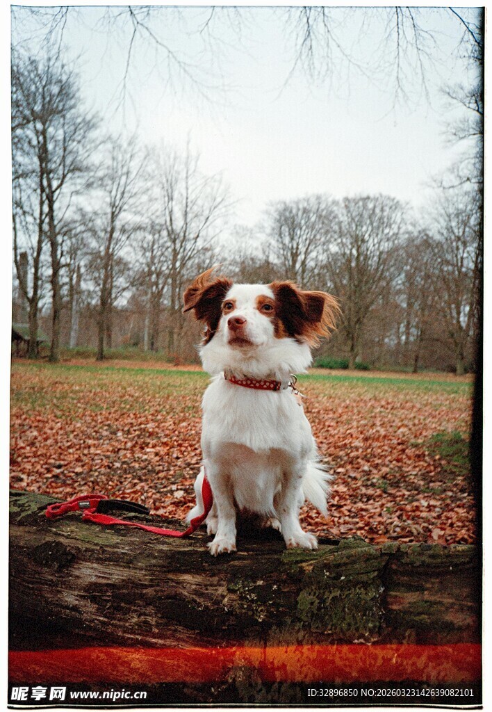 秋日林间可爱的小狗