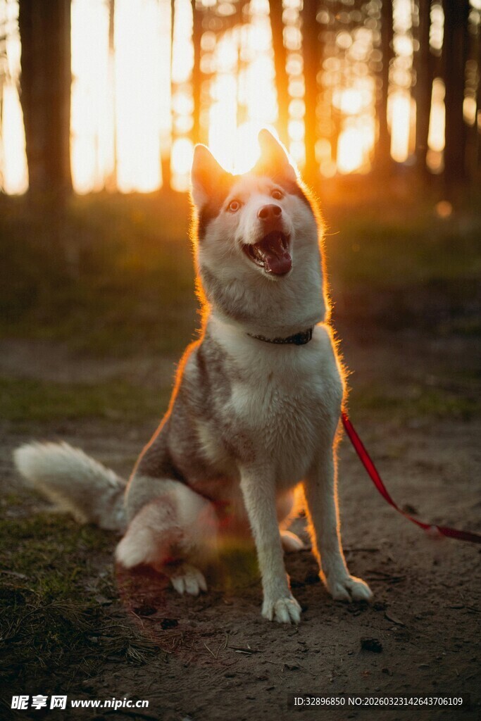 夕阳下的可爱哈士奇