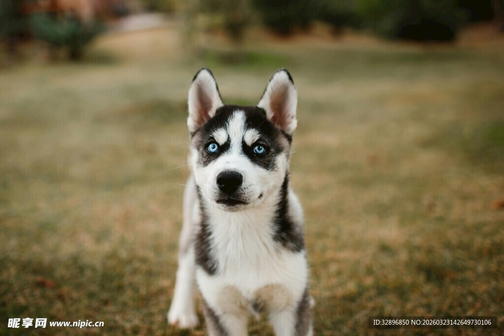 草地中的可爱哈士奇
