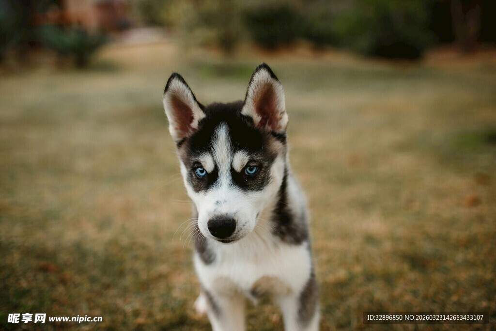 可爱哈士奇幼犬户外留影