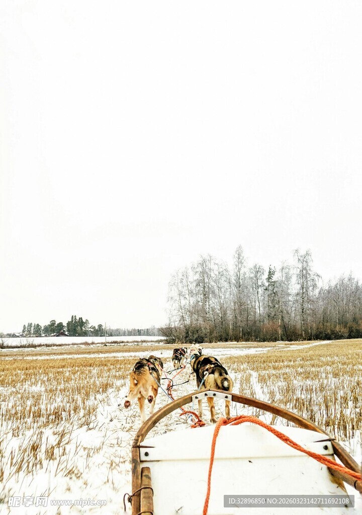 雪地中拉雪橇的几只猎犬