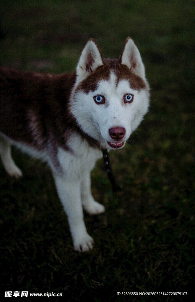 草地上的哈士奇
