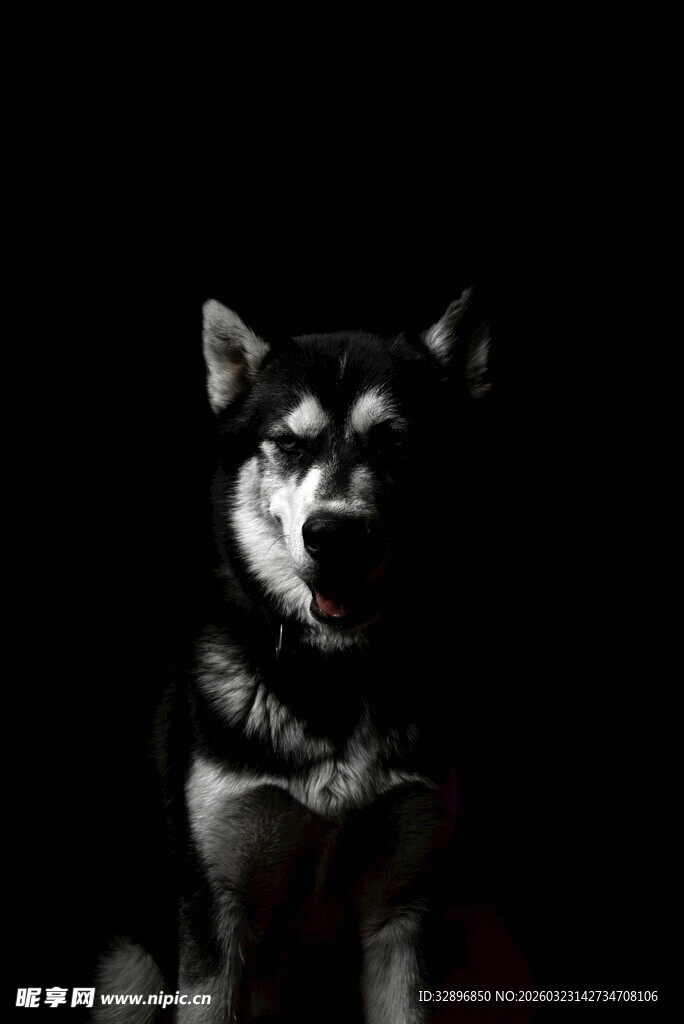 黑暗中凝视的帅气哈士奇