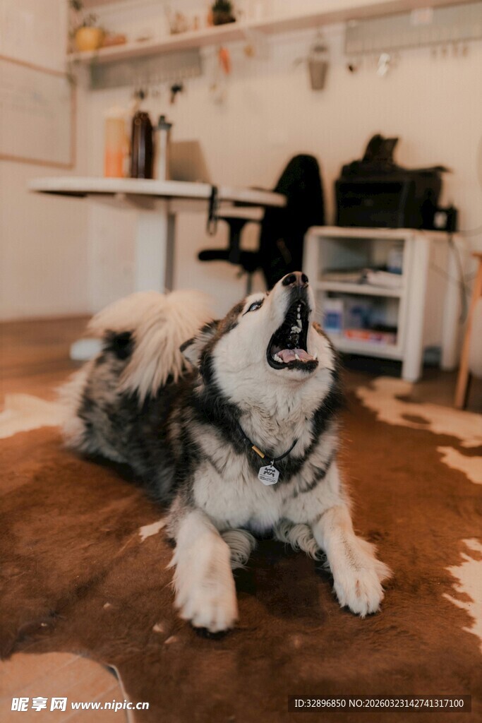 室内趴着的可爱阿拉斯加犬