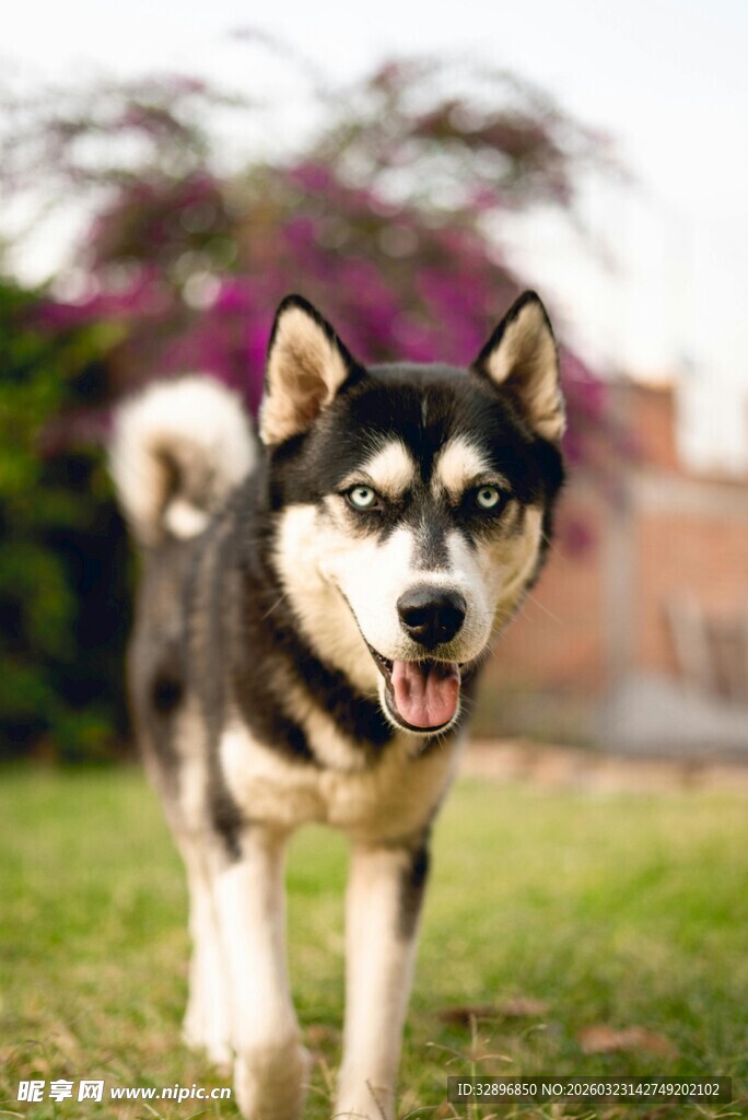 草地上奔跑的帅气哈士奇