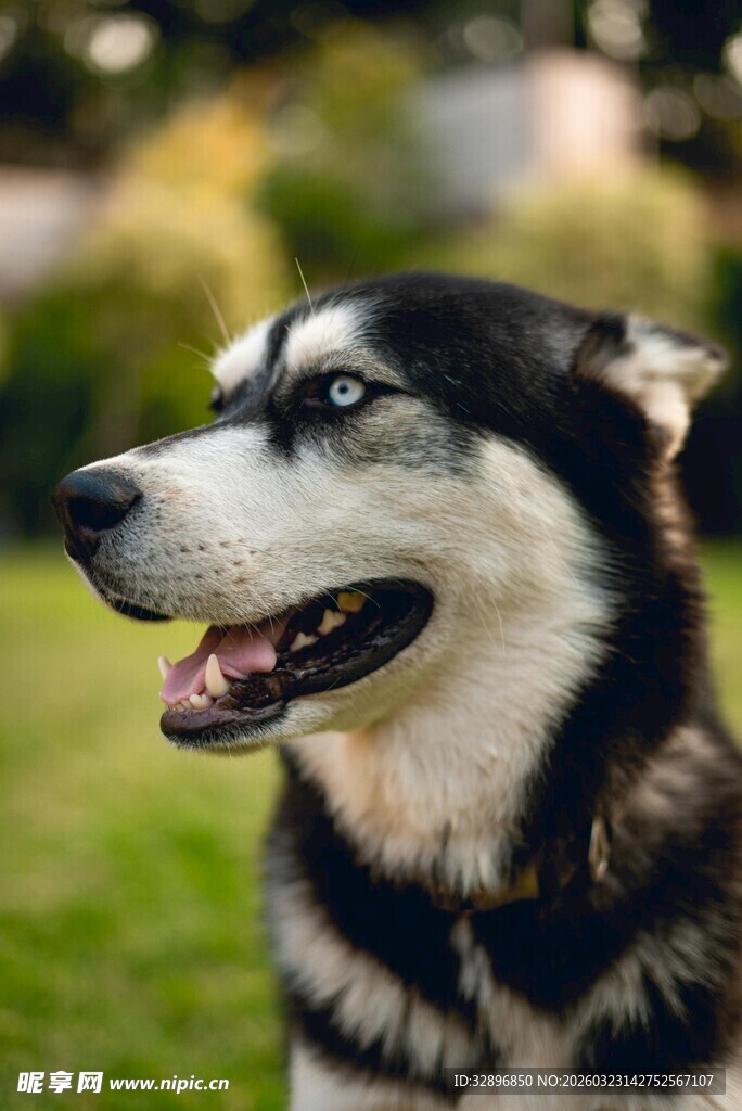 户外咧嘴笑的哈士奇