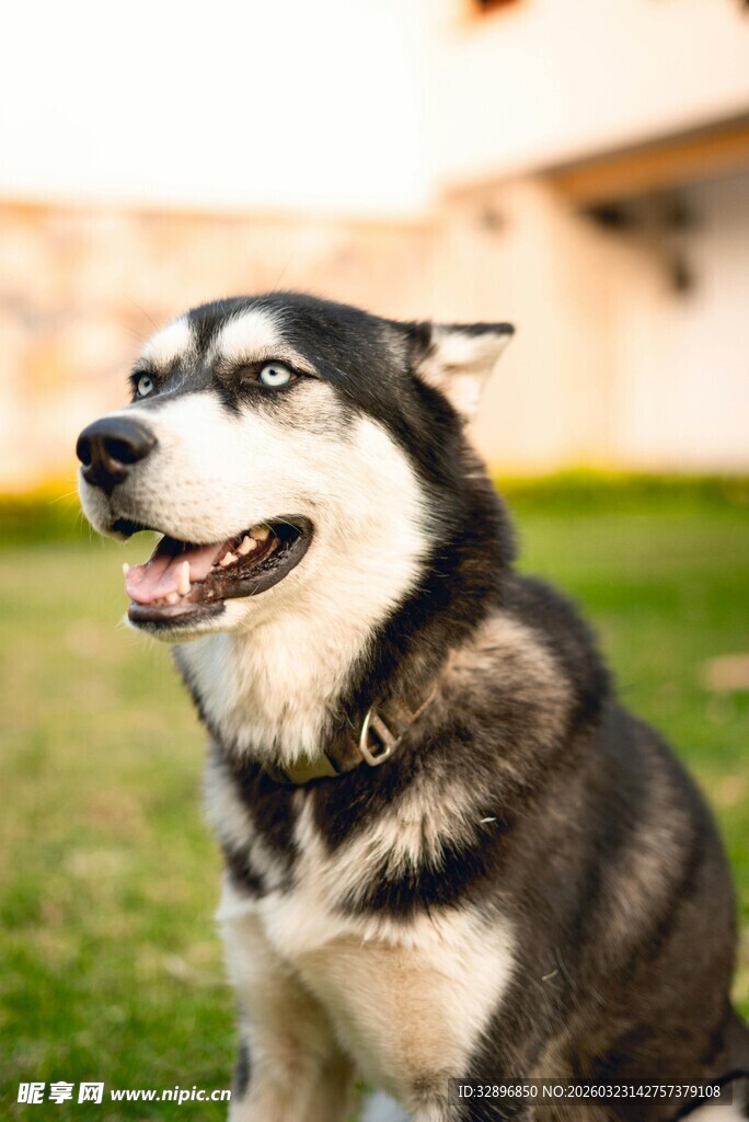 阳光下的哈士奇