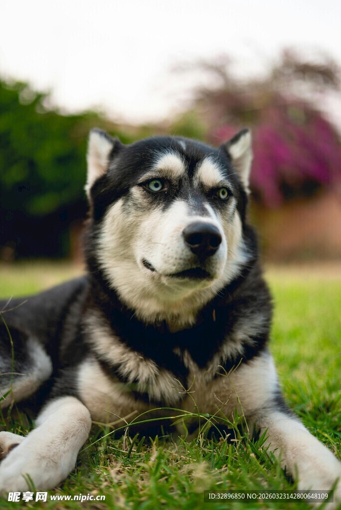 草地上悠闲的哈士奇