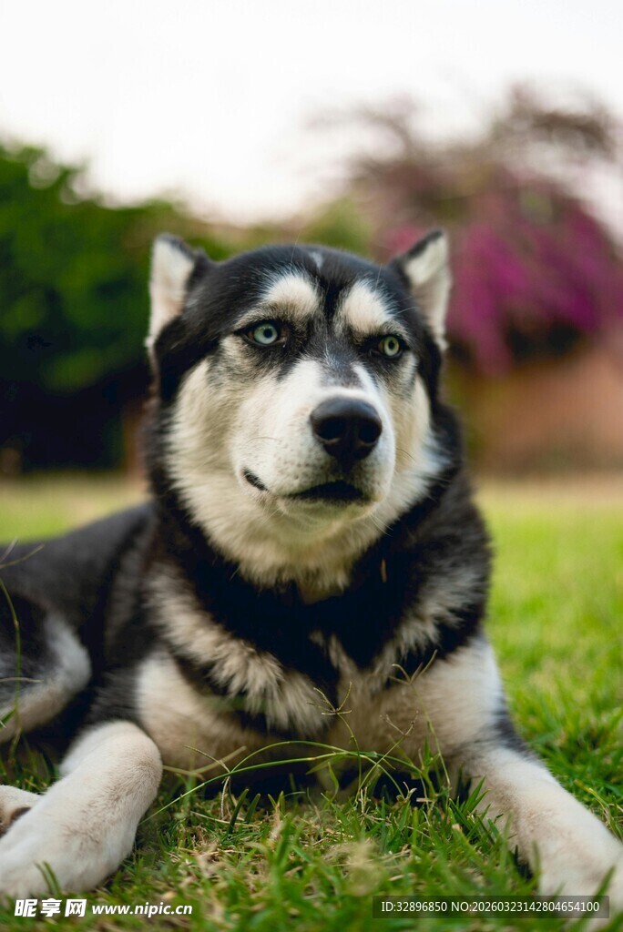 草地上休憩的帅气哈士奇