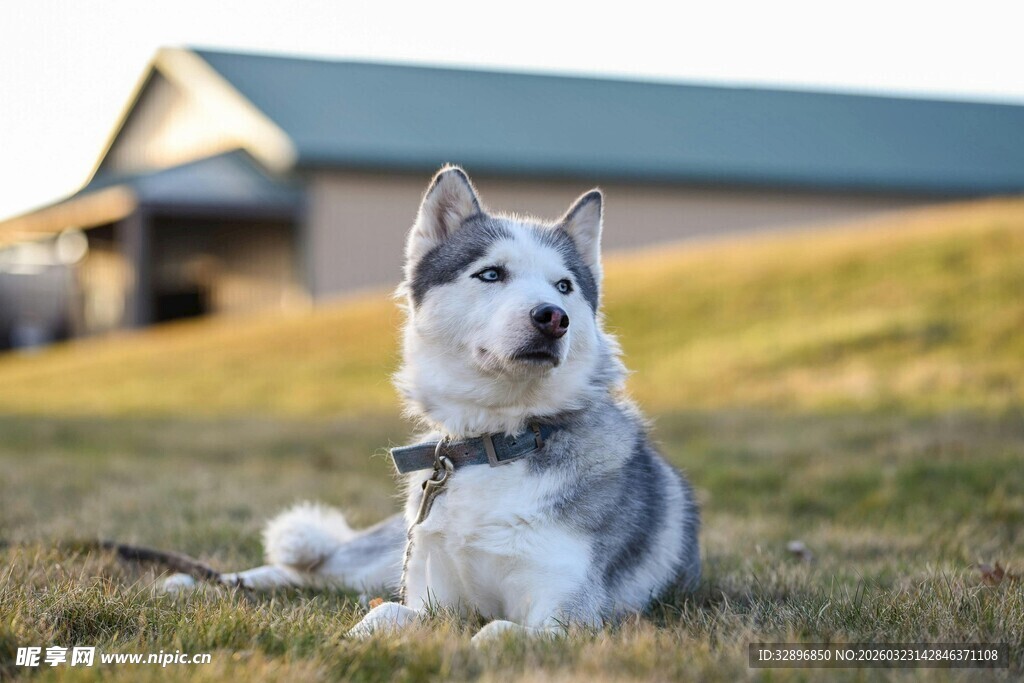 草地上的帅气哈士奇