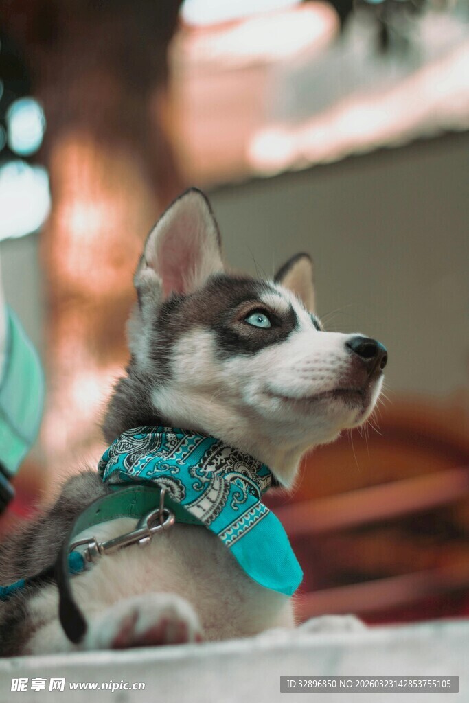 可爱哈士奇戴蓝围巾