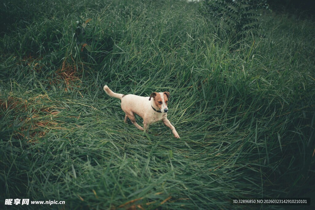 草地上奔跑的可爱小狗