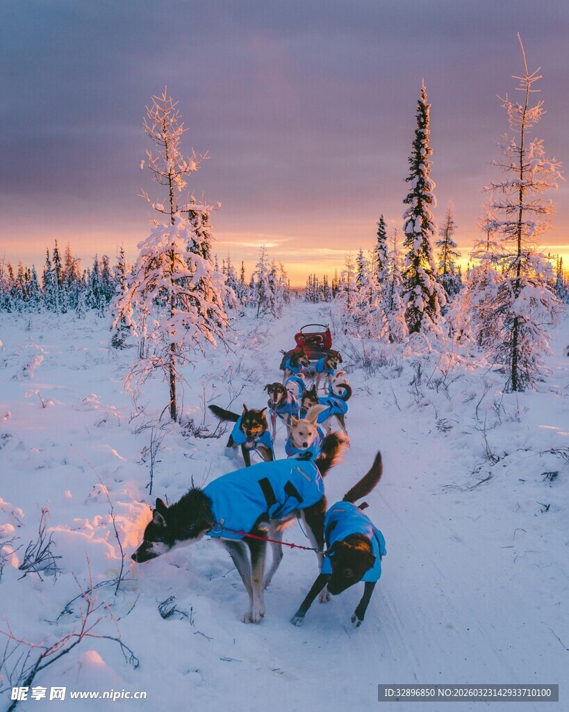 雪地狗拉雪橇的美丽景象