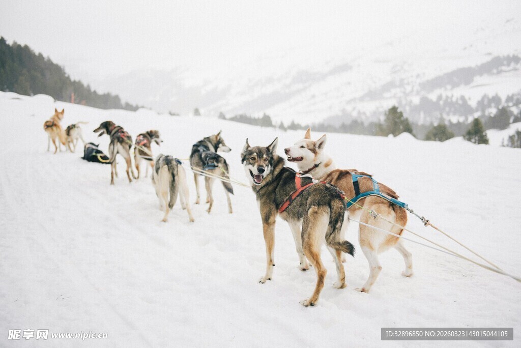 雪地中行进的一队雪橇犬