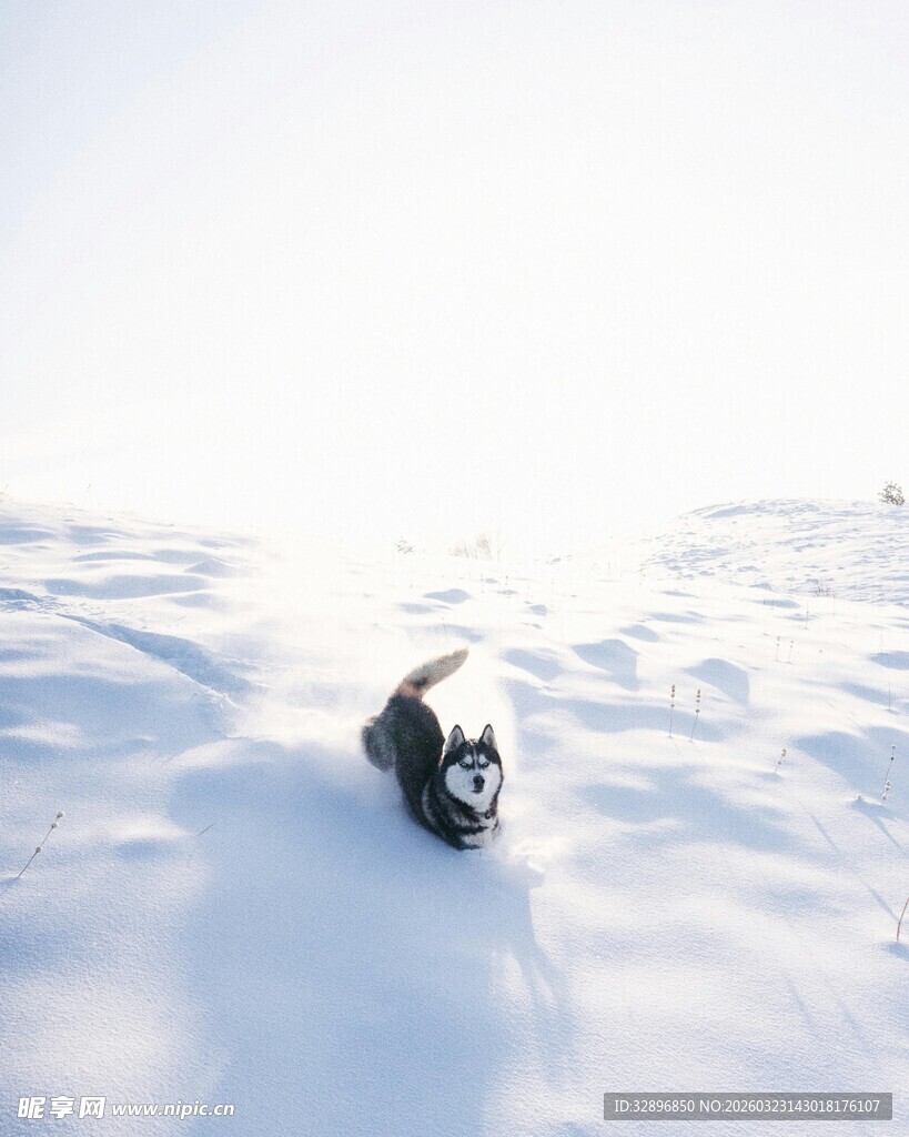 雪地中玩耍的可爱猫咪