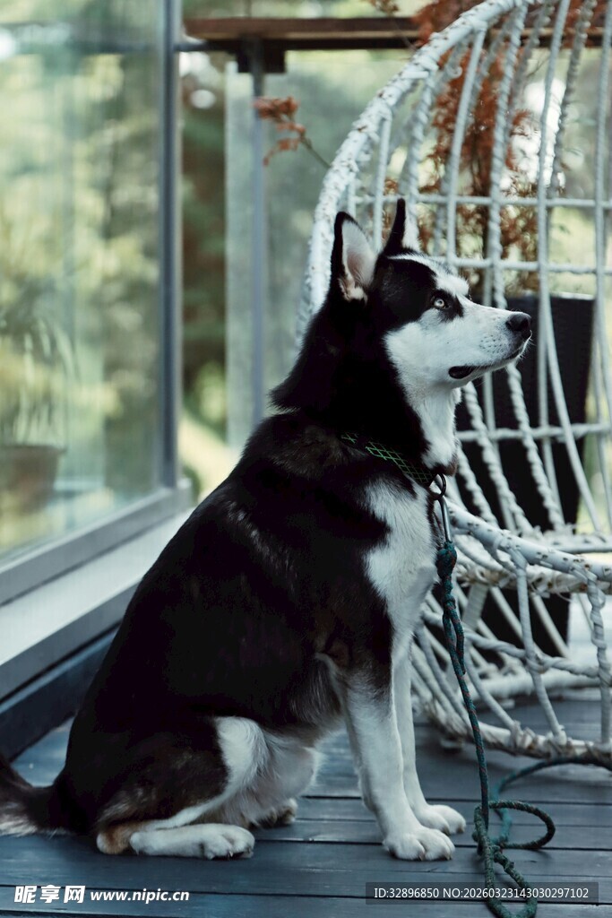窗边可爱黑白相间狗狗