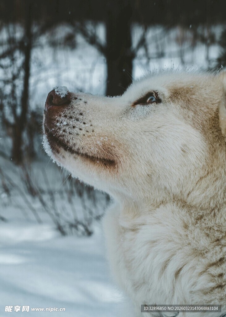 雪地中的凝望狗狗
